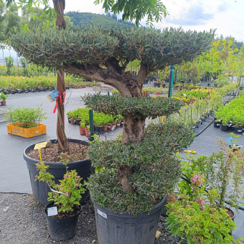 Olea europaea (Olivovník európsky) - kont. C90L, výška 130-150 cm - MULTI PONPON (-12°C)